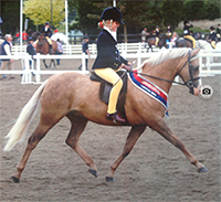 Ponies UK 2013